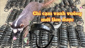 Báo giá 2025 với 2 mẫu bẫy cạm kiềng bẫy chồn ,bẫy mèo - cạm chồn 14,16cm - bẫy kẹp hiệu quả số 1