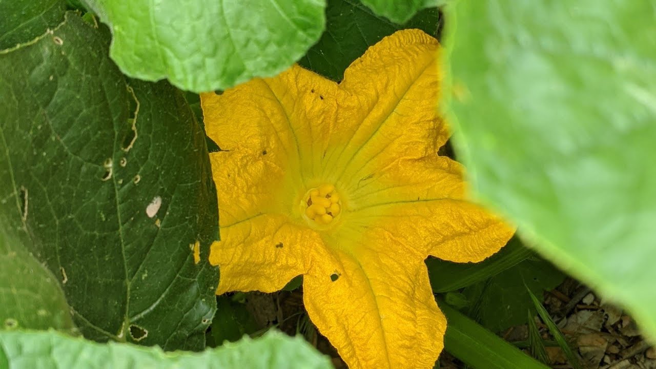 How I Get More Pumpkins - YouTube