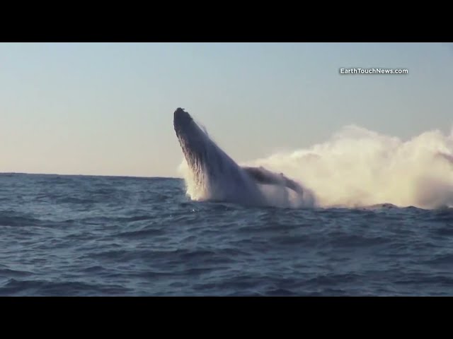 Video over The Sardine Run in Zuid Afrika