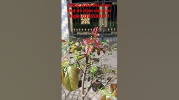 Hồng quân đài Loan đột đỏ đậm siêu hột - Hoa kiểng Cái Mơn, Chợ Lách -  Ngọc Ngân Bến Tre 0386569374