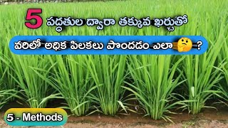 తక్కువ ఖర్చుతో వరిలో అధిక పిలకలు || How to increase tillers rice || insecticide Zink microfood paddy