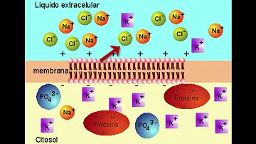 ¿Tienen las neuronas campo eléctrico?