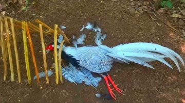 Survival Day In The Jungle Creating Supper Trap To Catch Silver Pheasant