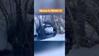 Moose in winter 🥶 (1) #shorts #wildlife#กวางมูส #เที่ยวนอกออกใน #milestravelinka