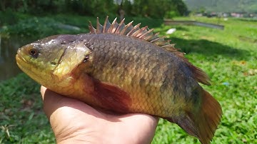 Móc bèo làm cái lỗ để câu rô đồng lúc sau giật mỏi tay