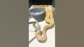 Ball python feeding ⚠️