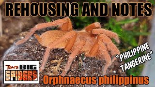 O. philippinus 'Philippine Tangerine' Rehousings and Notes