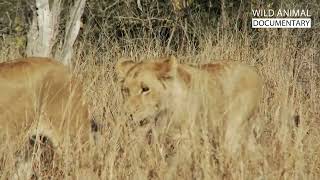 WILD KALAHARI ｜ Challenges In The Land Of Predators ｜ Wild Animal Documentary p2OIbRKRje8 Part 1