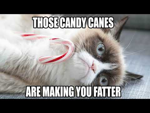 most-funny-grumpy-cat-memes-of-the-decade