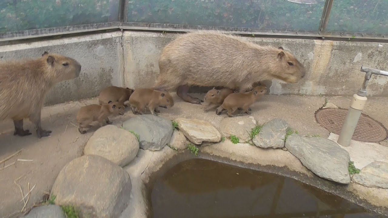 カピバラの6つ子が誕生 茨城の動物園 - YouTube