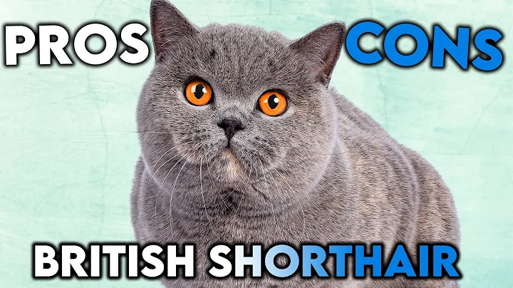 MUST-KNOW British Shorthair Cat PROS And CONS - DayDayNews