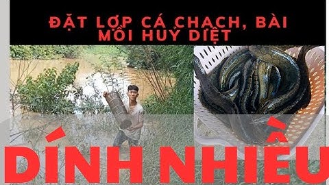 Đặt Cá Chạch - Đặt Lợp Cá Chạch Lấu Dính Nhiều ll Zalo 0364117809