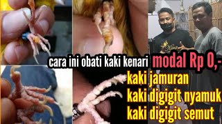 How To Treat Canary Feet Bitten By Mosquitoes Bitten By Ants And Fungus Quickly And Safely