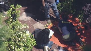 Mountain lion caught in Redwood City
