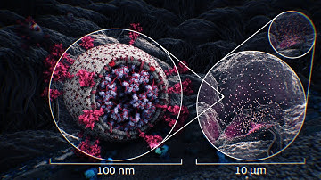 Making of a visualization of SARS-CoV-2
