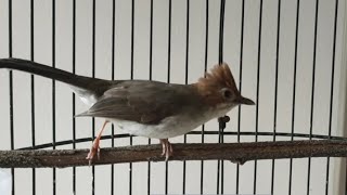 CUCAK JENGGOT MINI untuk masteran burung lomba