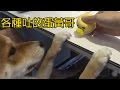 【柴犬Nana(奈奈)】療癒的蛋黃哥奶黃包各種吐不停 讓Nana看不停