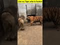Lion vs tiger who is fastest  shorts