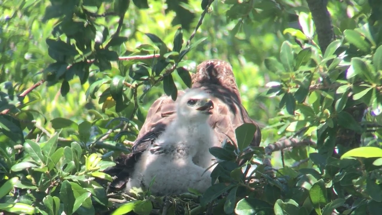Broad-winged hawks bird watching. Noon of day 18. Adult feathers continuing to come in.