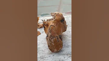 Camel Ke Toy Ko Mar Diya 