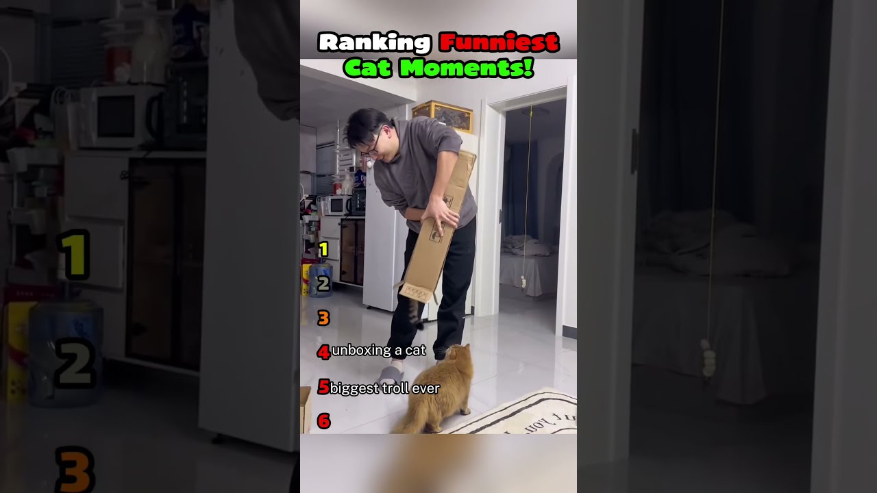 Ranking Funniest Cat Moments Part 40! 