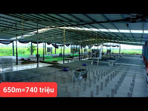 Video Thăm quan chuồng vịt hiện đại nhất 2022 - youtube