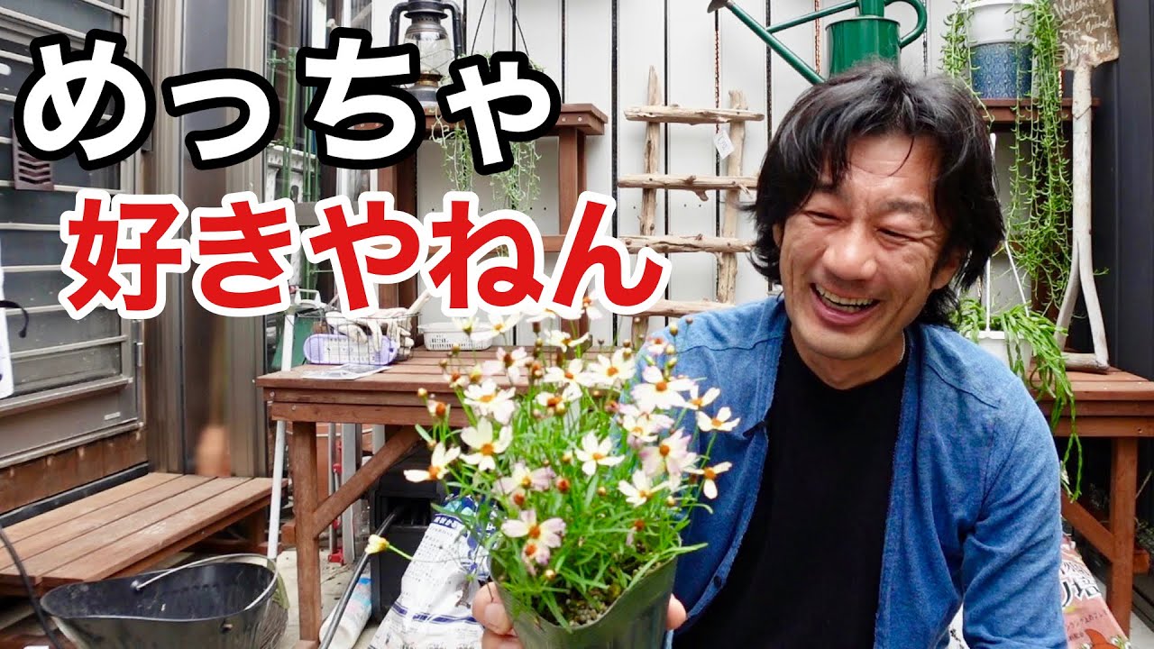 Oh no, you idiot! [Gardening superhero Carmen-kun] - YouTube