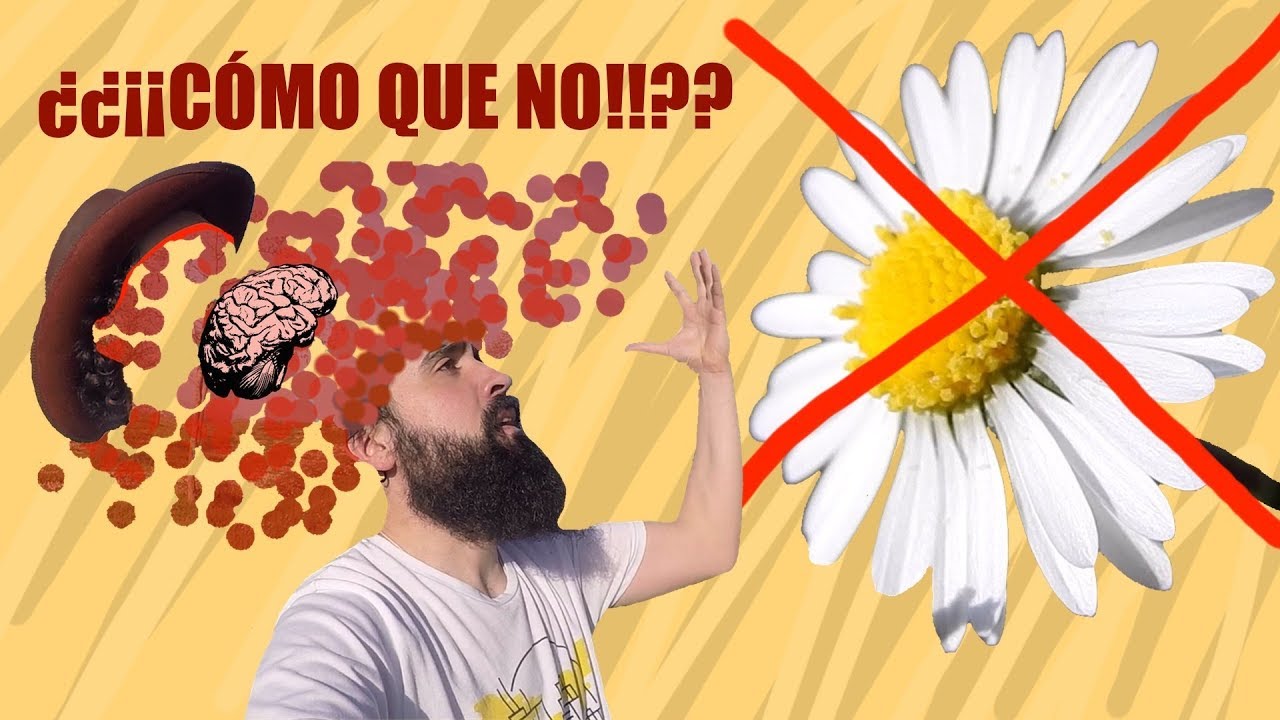 La margarita no es una flor YouTube