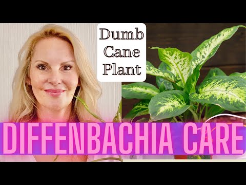 Dieffenbachia Care, Propagation and Problems | Dumb Cane Plant with MOODY BLOOMS