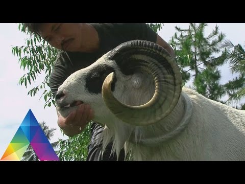 DUNIA BINATANG  HEWAN  ZODIAK  25 4 16 3 1 YouTube