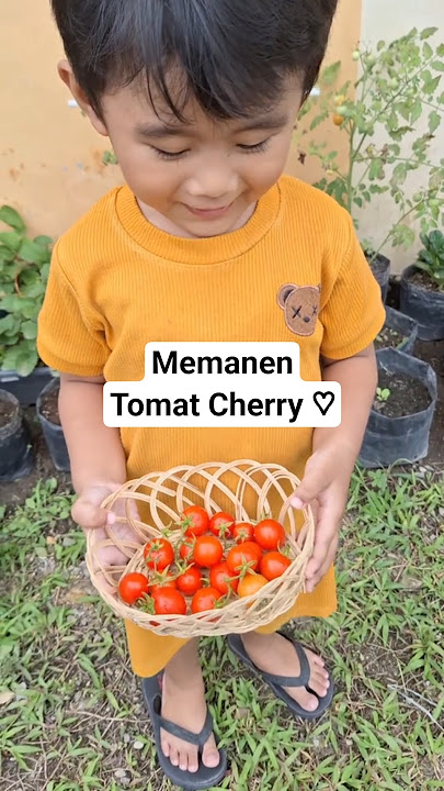 MEMANEN TOMAT 🍅 CHERRY DIKEBUN KECIL DEPAN RUMAH | RIRI'S GARDENDIARIES ♡