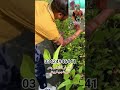#farming #viral #gardeningtools #answer #answer #unfrez #duet #handmadeplanter #handmadeplanter #