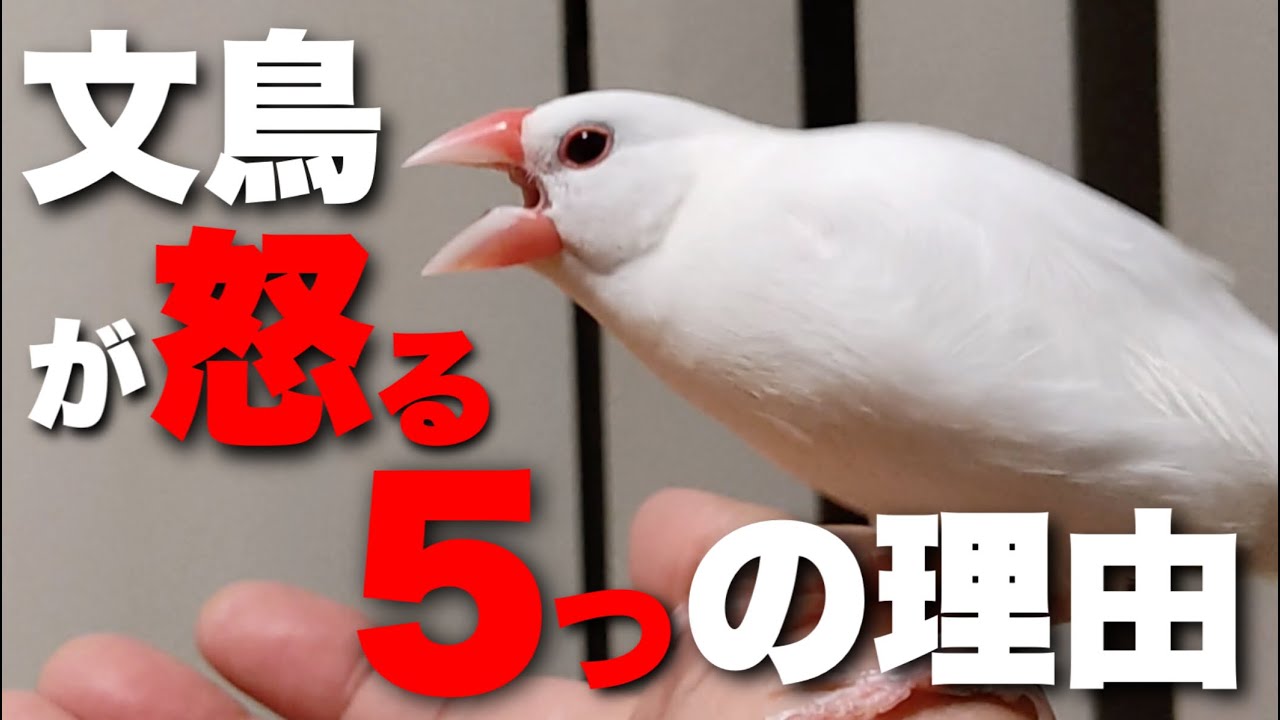 文鳥が怒る５つの理由 可愛い文鳥が怒るのは こんな気持ちになったからです Java Sparrow Finches 문조 Youtube