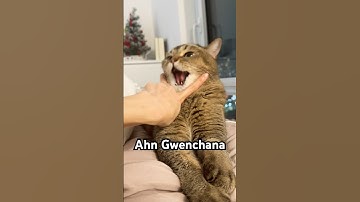 dis is the gwenchana song 🎧 #gwenchana #dingdingding #cutecats #catsofinstagram #catmemes #funnycat