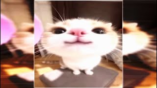 Download Lagu 𝙈𝙊𝙉𝙏𝘼𝙂𝙀𝙈 ??? 𝙐𝙉𝙍𝙀𝙇𝙀𝘼𝙎𝙀𝘿 𝙀𝙓𝙏𝙀𝙉𝘿𝙀𝘿 MP3