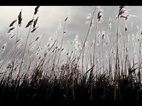 The Moffs — The Moffs - By The Breeze