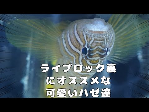 海水魚水槽内のライブロック裏と隙間におすすめハゼ達を紹介します オキナワハゼ イレズミハゼ ベンケイハゼ フルムーンリーフゴビー Youtube