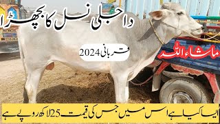 Multan Cow Mandi #viral #subscribe #vlogs #viralvideo #animallover