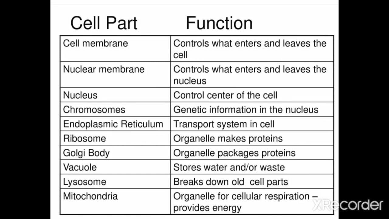 Their cell. Cell functions. Cell structure & function. Cell structure and functions of organelles. Organelles of Cell function.