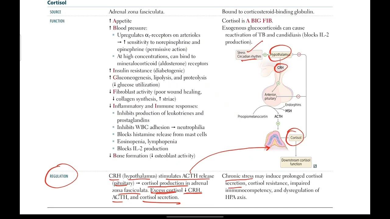 Cortisol Endocrinology 18 First Aid in Urdu/Hindi YouTube