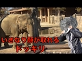 動物の目の前でその動物のマスクを外したら驚くのか！？