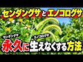 雑草対策｜除草剤不要で爆発的に増えている雑草を駆除する方法