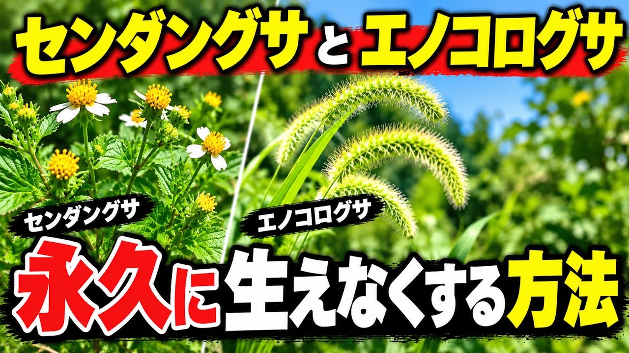 雑草対策｜除草剤不要で爆発的に増えている雑草を駆除する方法