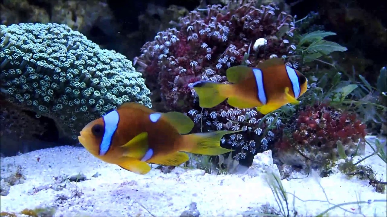 camera iphone 8 plus apk 人工斷紋紅海雙帶小丑及人工紅海雙帶幼魚Misbar Two-band anemonefish & Two-band anemonefish juvenile 5k
