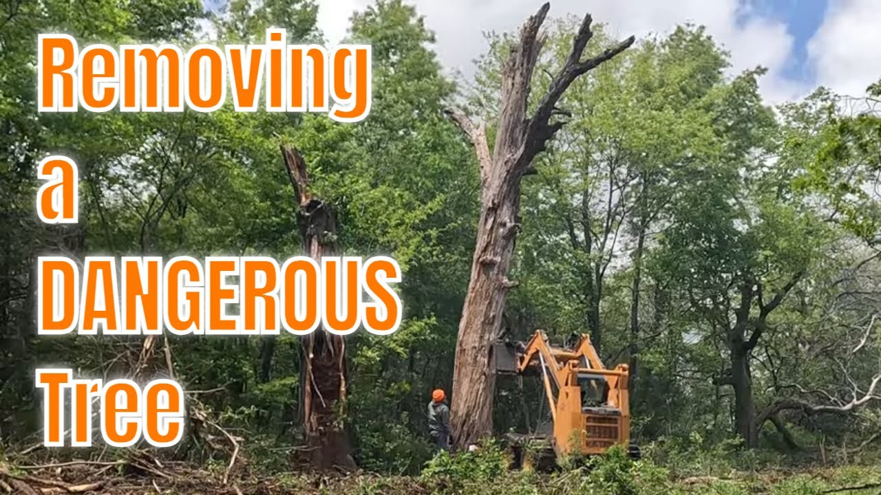 Removing a DANGEROUS tree - YouTube