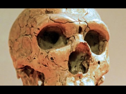 nanoscience instruments What Happened to the Neanderthal?