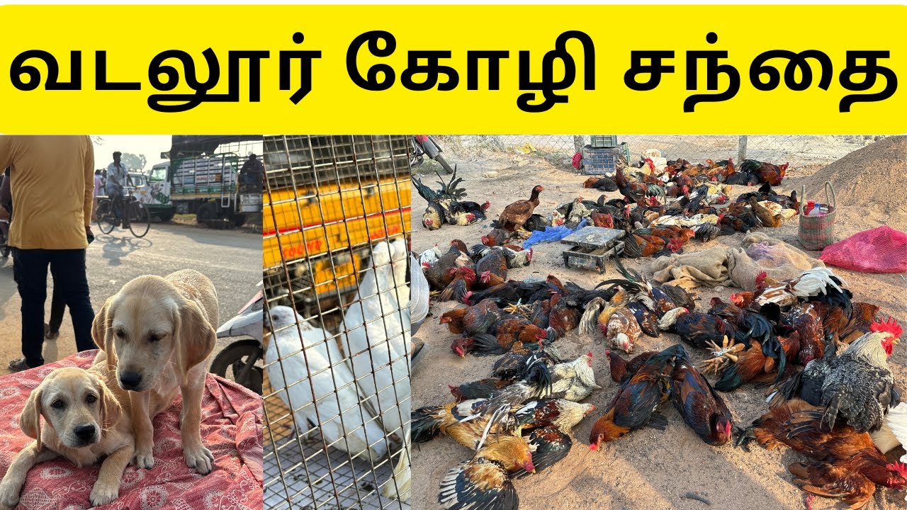 வடலூர் கோழி சந்தை | வடலூர் சந்தை | கோழி சந்தை | கோழி சந்தை நிலவரம் |