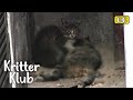 Update On The Kitten That Couldn&#39;t Leave Her Deceased Mom | Kritter Klub