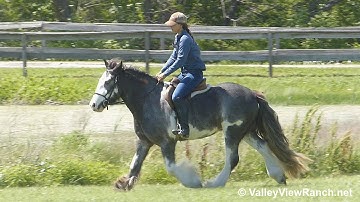 Bandera Dublin Balladeer - English mount and riding! - ValleyViewRanch.net