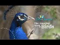 Birds: Masters of the Sky, Land, and Water